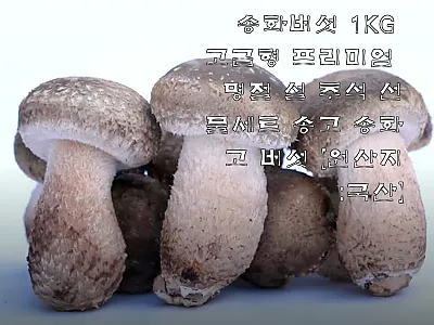 젊은농부 무농약 송화버섯 1KG 고급 관련 이미지